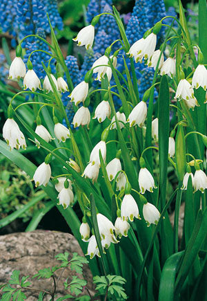 Leucojum aestivum 'Giant Snowdrop'