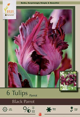 Tulip 'Black Parrot'