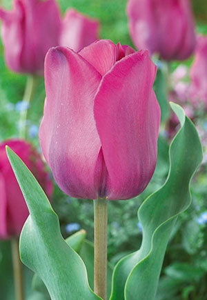 Tulip 'Don Quichotte'