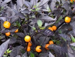 Ornamental Pepper 'Onyx Orange'
