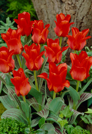 Tulip 'Red Riding Hood'