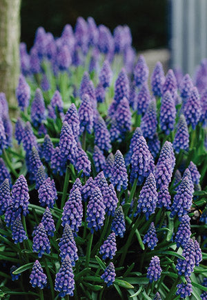 Muscari 'Grape Hyacinth'