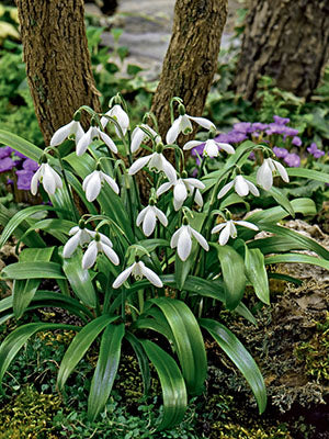 Galanthus woronowii 'Snowdrops'