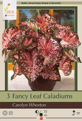 Caladium 'Carolyn Whorton'