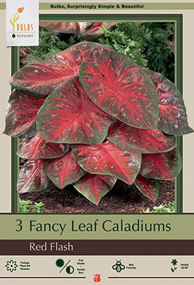 Caladium 'Red Flash'