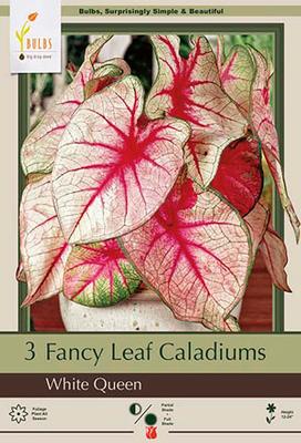 Caladium 'White Queen'