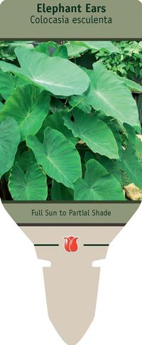 Elephant Ear 'Colocasia esculente'