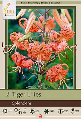 Lilium Lancifolium 'Splendens'