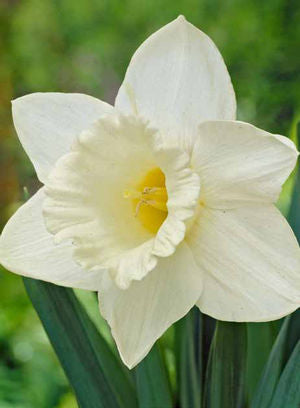 Daffodil Narcissus Trumpet 'Mount Hood'