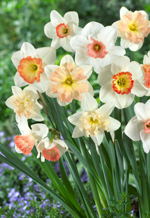 Blends of Beauty Narcissus 'Pink Blend'