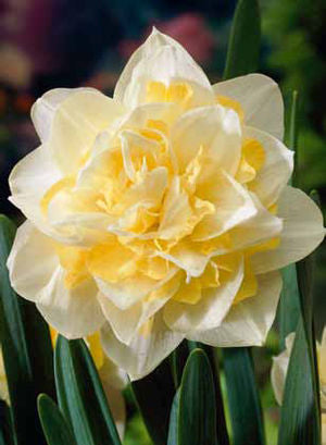 Daffodil Narcissus Double Flowering 'White Lion'
