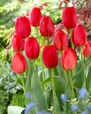 Tulip 'Parade'