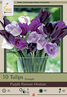 Tulip 'Purple Passion Mixture'
