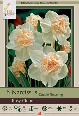 Daffodil Narcissus Double Flowering 'Rosy Cloud'