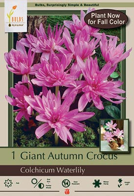 Colchicum Water Lily