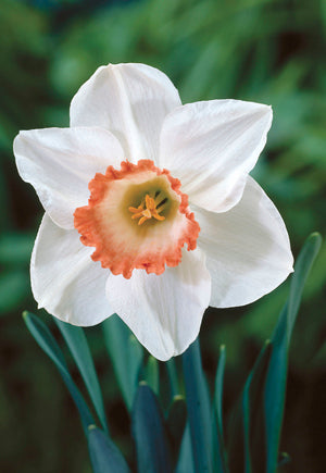 Daffodil Narcissus Large Cupped 'Pink Charm'