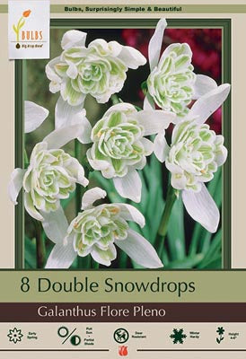 Galanthus nivalis 'Flore Pleno' Snowdrops
