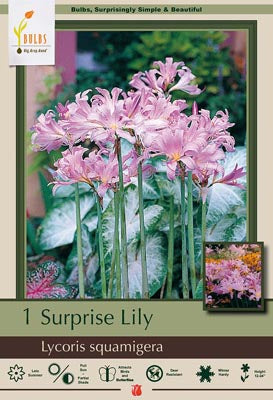 Lycoris squamigera 'Pink Surprise' Lily