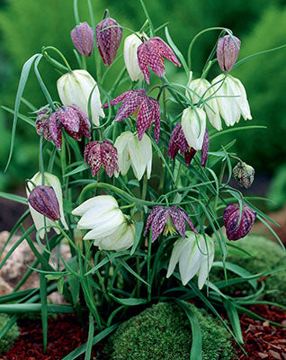 Fritillaria meleagris 'Mixture'