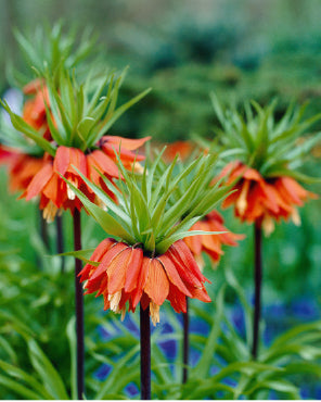 Fritillaria imperialis 'Rubra' Red Crown