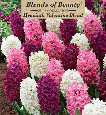 Blends of Beauty Hyacinth 'Valentine Mixture'