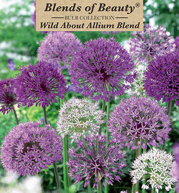 Blends of Beauty 'Wild About Allium Mixture'
