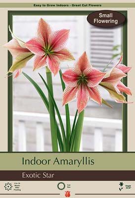 Amaryllis 'Exotic Star'