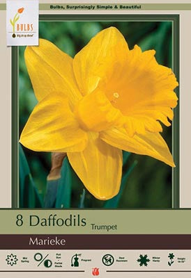 Daffodil Narcissus Trumpet 'Marieke'