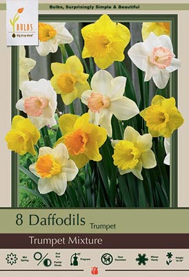 Daffodil Narcissus Trumpet 'Trumpet Mixture'