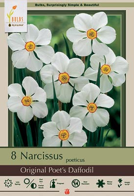 Daffodil Narcissus poeticus 'Original Poet's Daffodil'