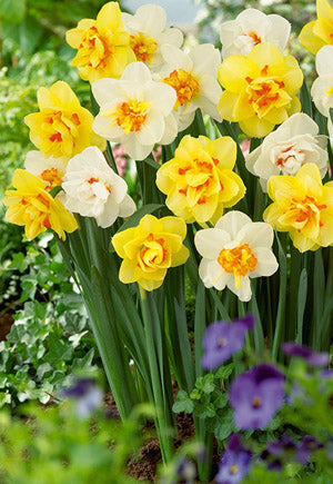 Blends of Beauty Narcissus 'Double Blend'