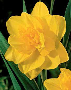 Daffodil Narcissus Double Flowering 'Golden Ducat'