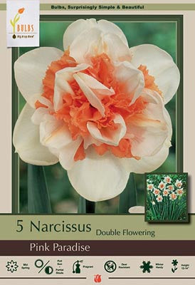 Daffodil Narcissus Double Flowering 'Pink Paradise'