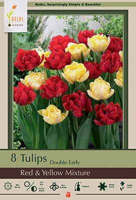 Tulip 'Red & Yellow Mixture'