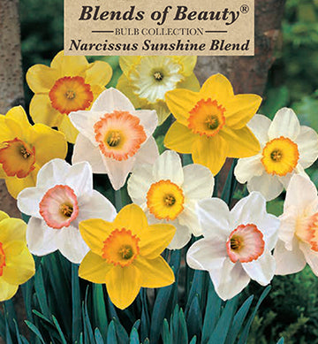Blends of Beauty Narcissus 'Sunshine Blend'