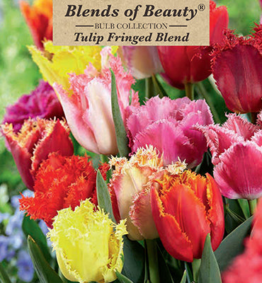 Blends of Beauty Tulip 'Fringed Blend'