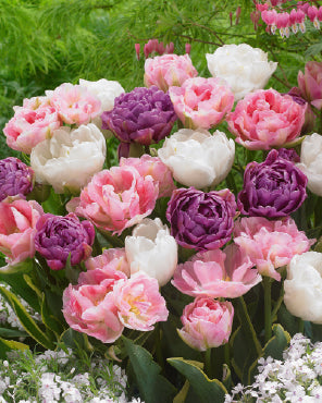 Tulip 'Double Dutch Mixture'