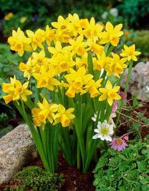 Daffodil Narcissus Specialty 'Tête à Tête'