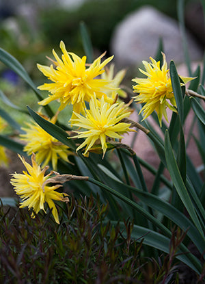 Daffodil Narcissus Double Flowering 'Rip Van Winkle'