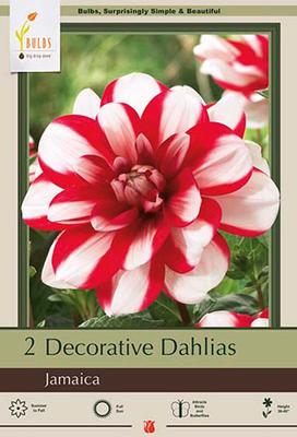 Dahlia Decorative 'Jamaica'