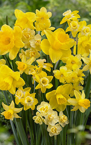 Blends of Beauty Narcissus 'All Yellow Blend'