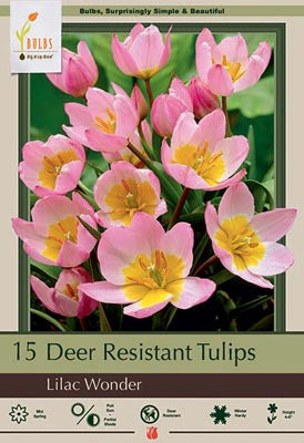 Tulip 'Lilac Wonder'