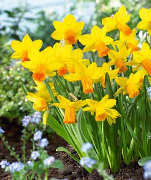 Daffodil Narcissus cyclamineus 'Jetfire'
