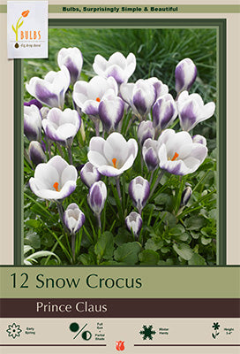 Crocus 'Prince Claus'