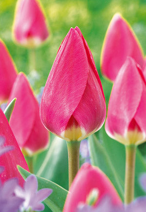 Tulip 'Rosy Delight'