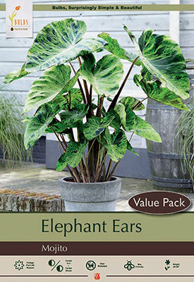 Elephant Ear 'Mojito'