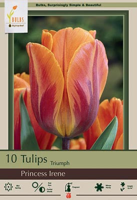Tulip 'Princess Irene'