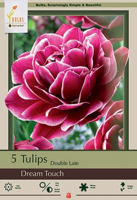 Tulip 'Dream Touch'