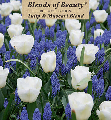 Blends of Beauty 'Tulip & Muscari Blend'