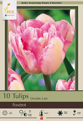Tulip 'Foxtrot'